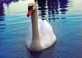 Cob swan portrait Royalty Free Stock Photo