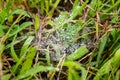 A cob web that catches rain dews Royalty Free Stock Photo