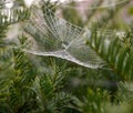 Cob web with dew Royalty Free Stock Photo
