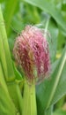 On the cob of a young plant - corn stigmas Royalty Free Stock Photo