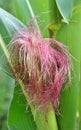 On the cob of a young plant - corn stigmas Royalty Free Stock Photo