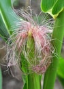 On the cob of a young plant - corn stigmas Royalty Free Stock Photo