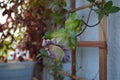 Cobaea flower and bud on the background of wooden trellis in small garden on the balcony Royalty Free Stock Photo