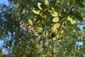 Cobaea green leaves are backlit by the sun on the background of trees