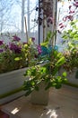 Cobaea with green and purple leaves, petunia, nettle and lobelia in balcony landscaping