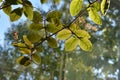 Cobaea leaves on blurred background of trees outside the window. Sunny day in small garden on the balcony Royalty Free Stock Photo