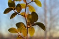 Cobaea leaves on blurred background of trees in sunny morning in autumn Royalty Free Stock Photo