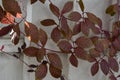 Cobaea plant grows on the balcony. Autumn leaves on the background of balcony railing