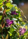 Cobaea Scandens, Cathedral Bell flowers, climbing plant native to tropical America, photographed in autumn at Wisley, Surrey UK.