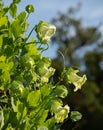 Cobaea Scandens, Cathedral Bell flowers, climbing plant native to tropical America, photographed in autumn at Wisley, Surrey UK.