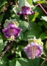 Cobaea Scandens, Cathedral Bell flowers, climbing plant native to tropical America, photographed in autumn at Wisley, Surrey UK.