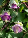 Cobaea Scandens, Cathedral Bell flowers, climbing plant native to tropical America, photographed in autumn at Wisley, Surrey UK.