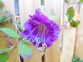 Cobaea Scandens purple vine flower