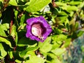 Cobaea scandens flower closeup