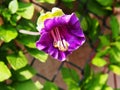 Cobaea scandens flower closeup Royalty Free Stock Photo