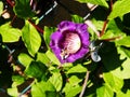 Cobaea scandens