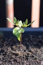 Cobaea scandens young plant growing in the garden