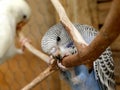 Cobalt blue baby budgie