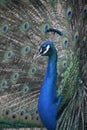 Cobalt Blue Peacock with Colorful Plummage Royalty Free Stock Photo