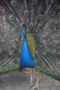 Cobalt Blue Peacock with his Plummage Spread Royalty Free Stock Photo