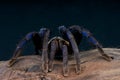 Cobalt Blue Tarantula Royalty Free Stock Photo