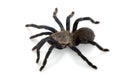 Cobalt Blue Tarantula Royalty Free Stock Photo