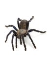 Cobalt Blue Tarantula Royalty Free Stock Photo