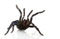 Cobalt Blue Tarantula Royalty Free Stock Photo