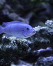 Cobalt Blue Zebra African Cichlid