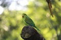 Cobalt-rumped parrotlet (Forpus xanthopterygius) in a aviary