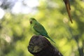 Cobalt-rumped parrotlet (Forpus xanthopterygius) in a aviary