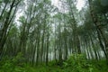 Coban Talun Pine Forest, Malang, Indonesia Royalty Free Stock Photo