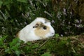 COBAYE DOMESTIQUE cavia porcellus Royalty Free Stock Photo