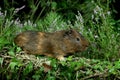 COBAYE DOMESTIQUE cavia porcellus Royalty Free Stock Photo