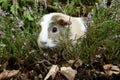 COBAYE DOMESTIQUE cavia porcellus Royalty Free Stock Photo