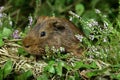 COBAYE DOMESTIQUE cavia porcellus Royalty Free Stock Photo