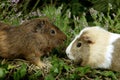 COBAYE DOMESTIQUE cavia porcellus Royalty Free Stock Photo