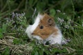 COBAYE DOMESTIQUE A POIL LONG cavia porcellus Royalty Free Stock Photo