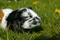 COBAYE DOMESTIQUE A POIL LONG cavia porcellus Royalty Free Stock Photo