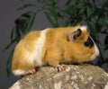 COBAYE DOMESTIQUE A POIL LONG cavia porcellus Royalty Free Stock Photo