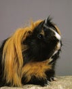 COBAYE DOMESTIQUE A POIL LONG cavia porcellus Royalty Free Stock Photo