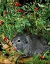 COBAYE DOMESTIQUE A POIL LONG cavia porcellus