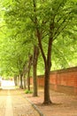 Cobble Stone Tree Lined Street