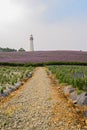Cobble way to lighthouse on flowering hilltop