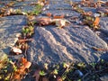 Cobbled road with autumn leaves close up.