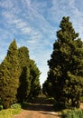 A cobbled road disappearing between tall green treein the country edged against a blue sky speckled with fleecy clouds Royalty Free Stock Photo