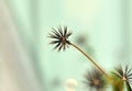 Cobblers Pegs Seeds Royalty Free Stock Photo