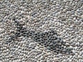 Cobblestone Fish Royalty Free Stock Photo