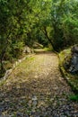 Cobblestone path in the forest with rays of the sun coming out between the trees Royalty Free Stock Photo