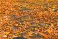 Cobblestone pavement with autumn leaves. The concept of changing the season. Autumn day. Vintage style